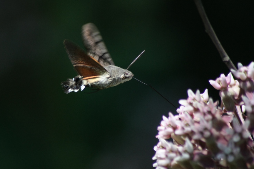 macroglossum stellatarum